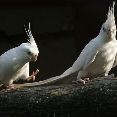 Albino Cockatiel