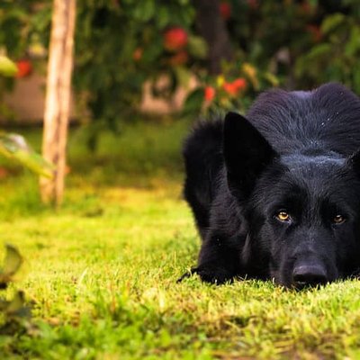German Shepherd Pure Black