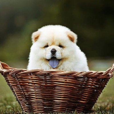 Chow Chow Puppy Cream