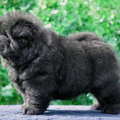 Chow Chow Puppy Black