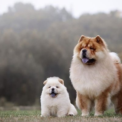 Chow Chow Puppy White