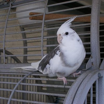 Cockatiel White Face