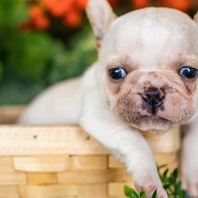 French Bulldog White