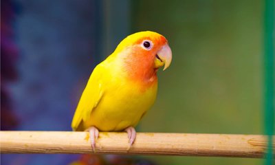 African Love Birds Yellow and Orange