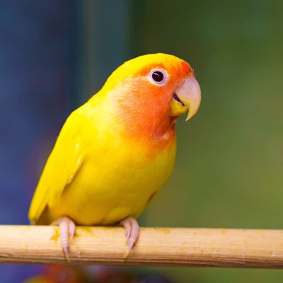 African Love Birds Yellow and Orange