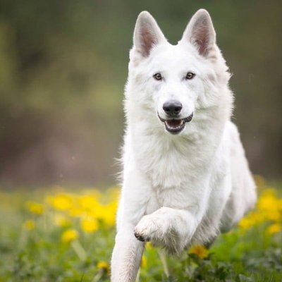 German Shepherd Pure White