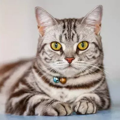 American Short Hair Kitten
