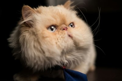 Persian Kitten (Punch Face)
