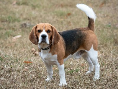 Beagle Black and Tan Puppy