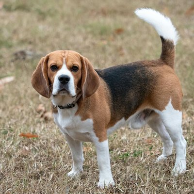 Beagle Black and Tan Puppy