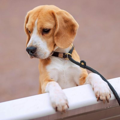 Beagle Lemon and White Puppy