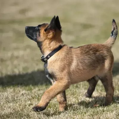 Belgian Malinois Puppy