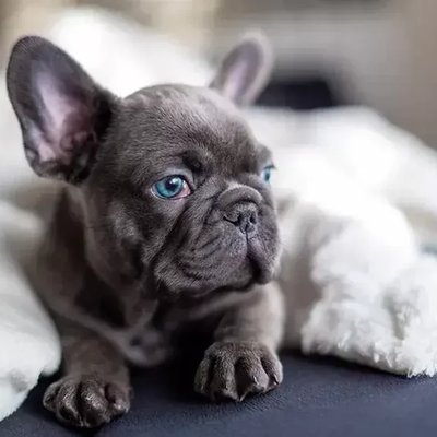 French Bulldog Puppy Blue