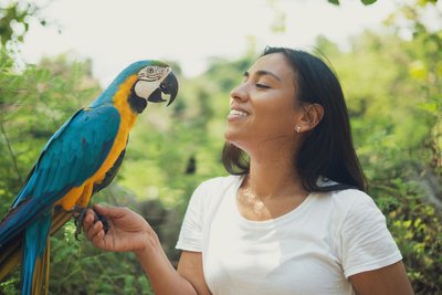 Blue and Gold Macaw