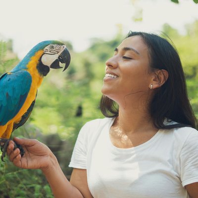Blue and Gold Macaw