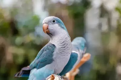 Blue Monk Blue Quaker Parrot