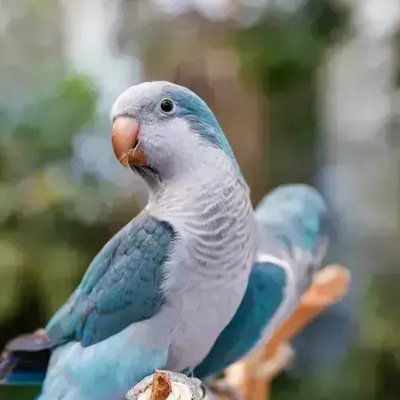 Blue Monk Blue Quaker Parrot