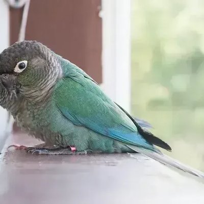 Blue Sided Turquoise Conure