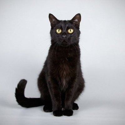 Bombay Kitten