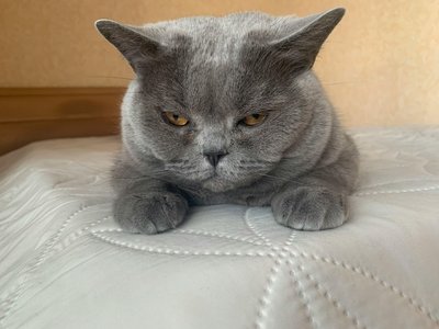 British Short Hair Kitten