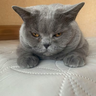 British Short Hair Kitten