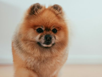 Culture Pom Puppy