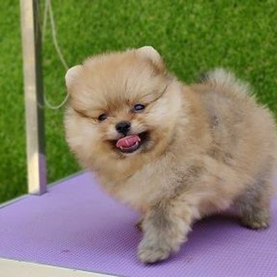 Culture Toy Pom Puppy
