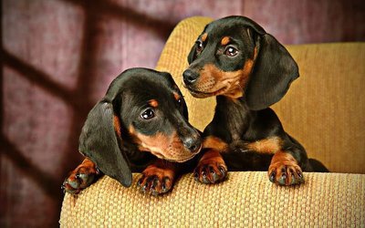Dachshund Puppy