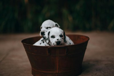 Dalmatian Puppy