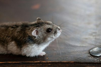 Dwarf Hamster Babies Adults
