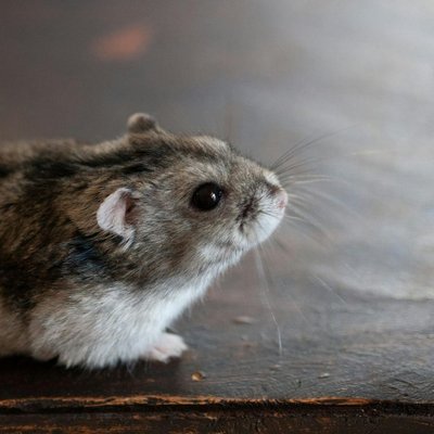 Dwarf Hamster Babies Adults