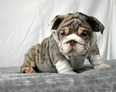 English Bull Dog Puppy