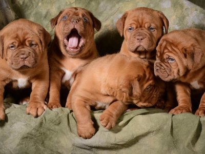 French Mastiff Puppy
