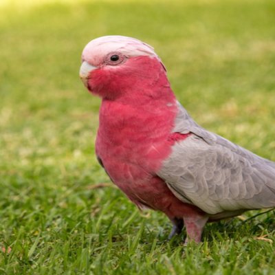 Gallah Cockatoo