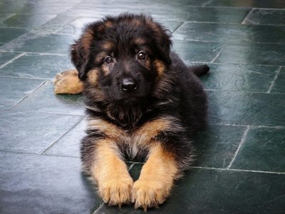 German Shepherd | Black & Tan