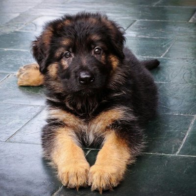 German Shepherd Black and Tan