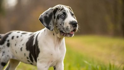 Great Dane Puppy