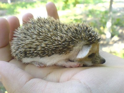 Hedgehogs Babies and Adults