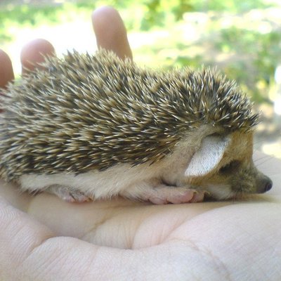 Hedgehogs Babies and Adults