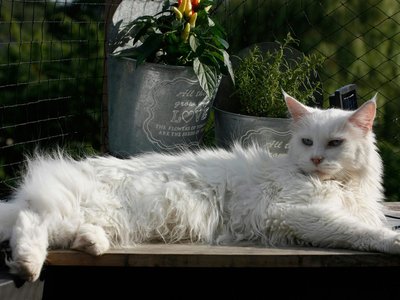 Maine Coon Kitten