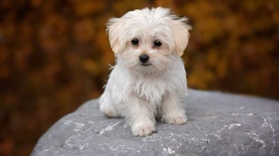 Maltese Puppy White