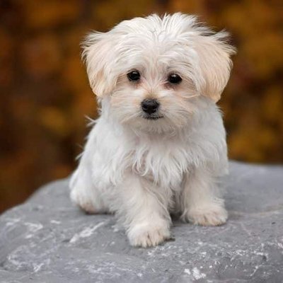Maltese Puppy White