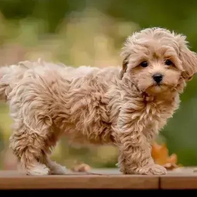 Maltipoo Puppy