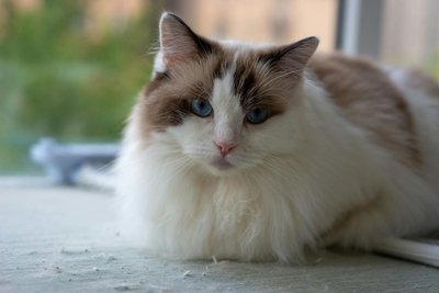 Ragdoll Kitten