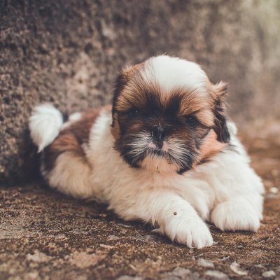 Shih Tzu Tricolor