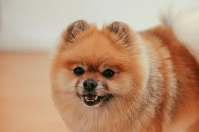Culture Pom Puppy Orange