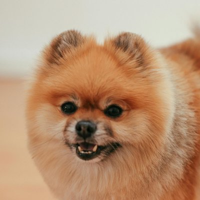 Culture Pom Puppy Orange