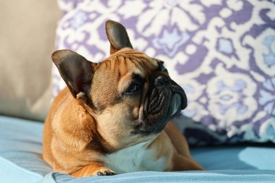 French Bulldog Puppy Fawn