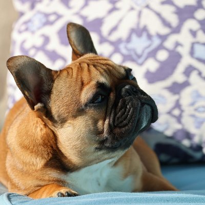French Bulldog Puppy Fawn