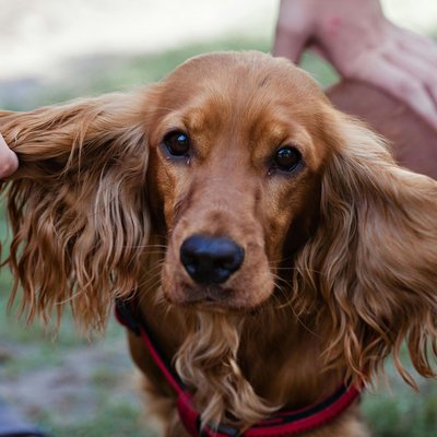 Cocker Spaniel Puppy Chocolate Brown